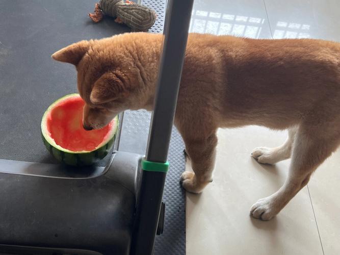 狗能吃西瓜吗