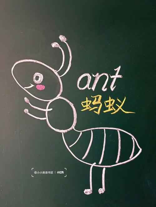 蚂蚁的英语怎么说