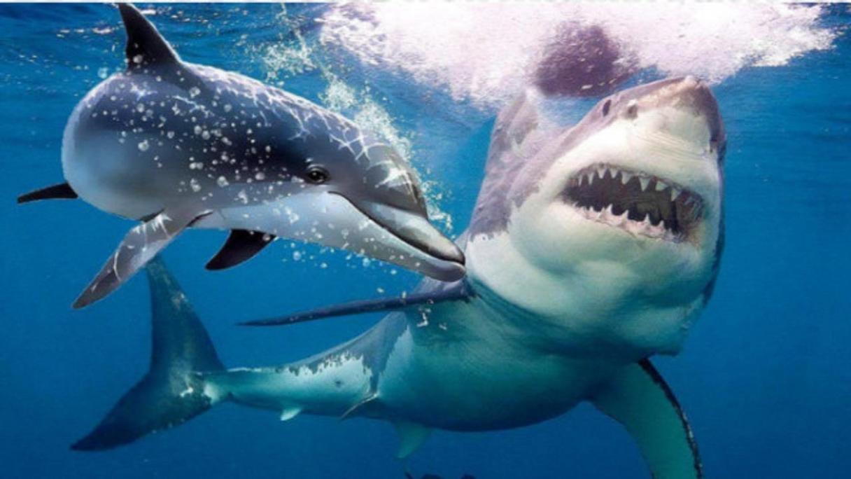 鲨鱼吃海豚吗