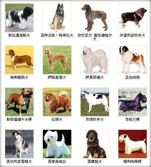 72种名犬图片及名字