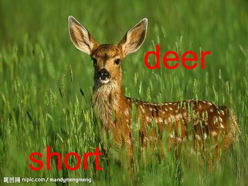 deer怎么读