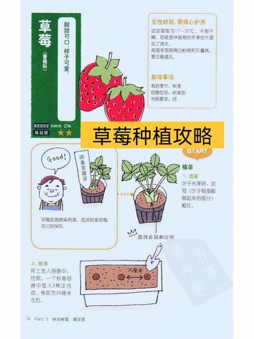 如何种植草莓的相关图片