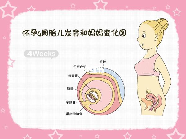 怀孕四周的症状和表现的相关图片