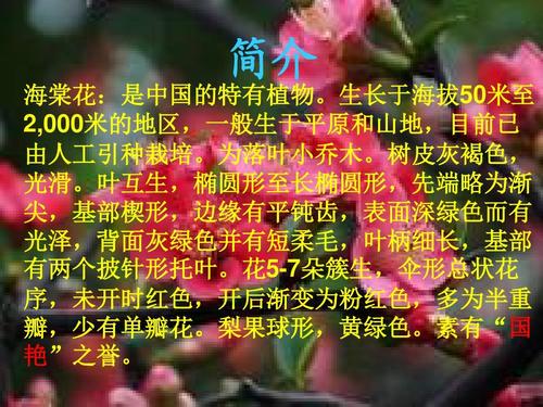 海棠花的花语和寓意的相关图片