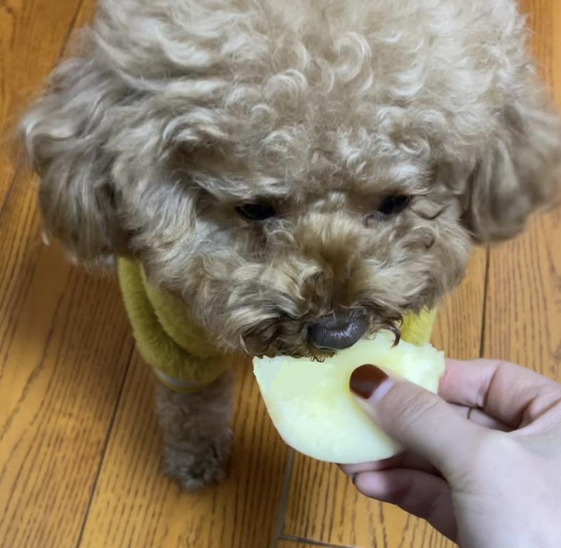 狗狗能吃菠萝蜜吗的相关图片