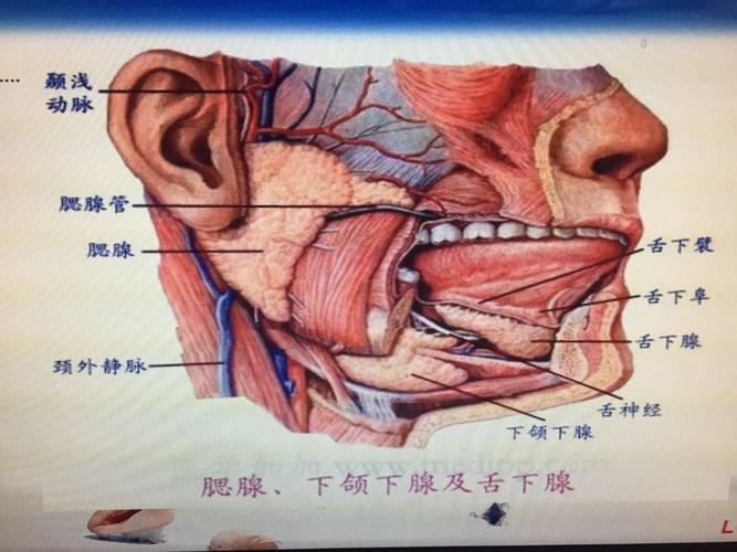 腮腺位置图片的相关图片