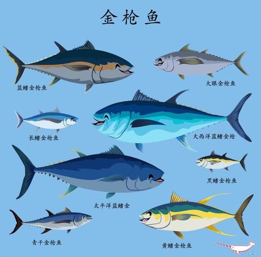 金枪鱼八个品种的相关图片